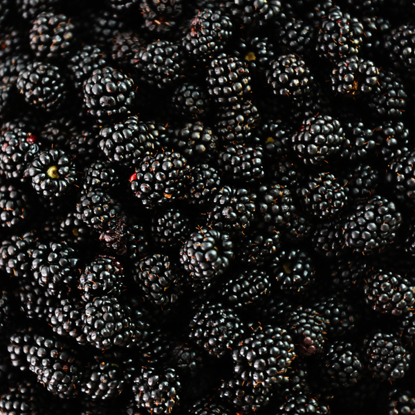 Rubus Fruticosus (Braam) - Set van 3