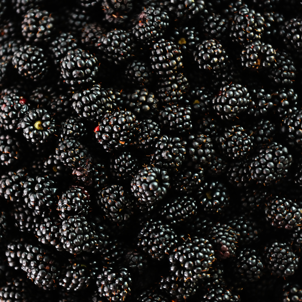 3 Bramenplanten | 100% Biologische Fruitplanten | Bramen | Tuinplanten