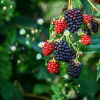 3 Brombeerpflanzen | 100 % Bio-Obstpflanzen | Brombeeren | Gartenpflanzen 