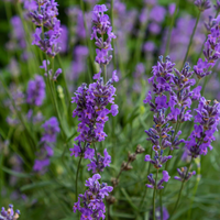 3 Lavendelplanten ‘Lavandula angustifolia Hidcote’ Ø9 cm ↕15 cm