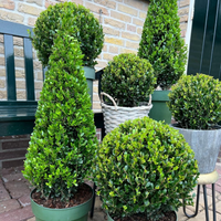 Ilex Crenata 'Jenny'