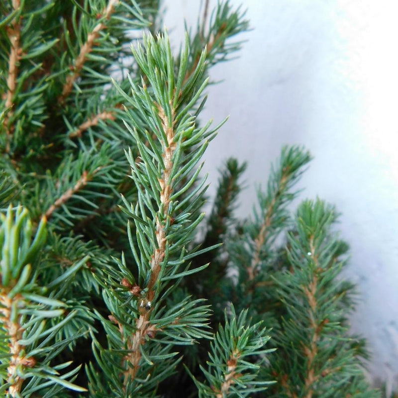 Weihnachtsbaum Picea Conica im Weihnachtsbeutel blau