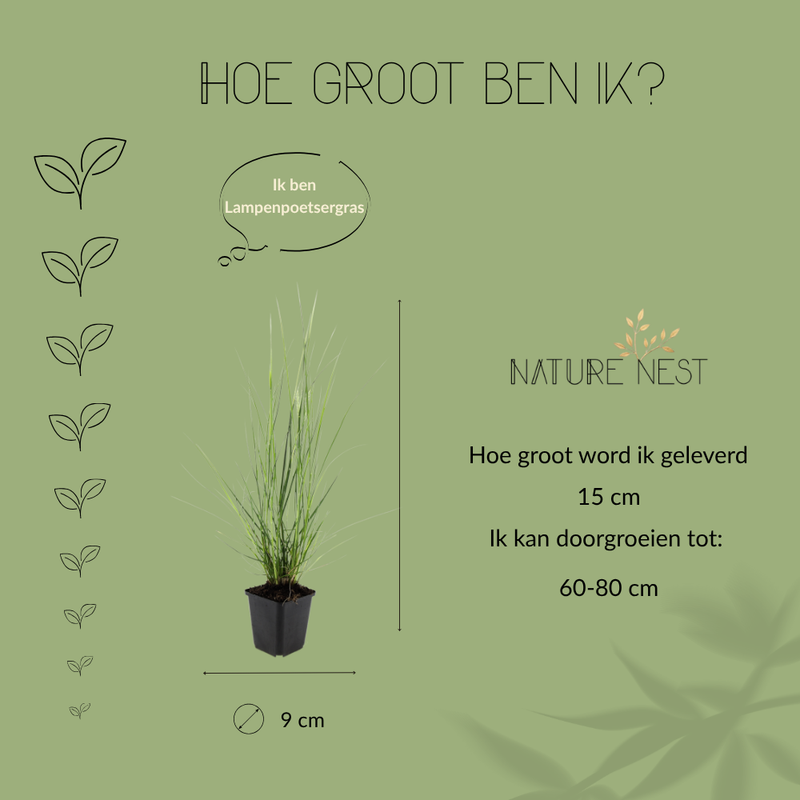 6 Lampenpoetsergras Planten | Pennisetum alopecuroides 'Hameln' | Tuinplanten