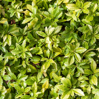 Schaduw Bloemenborder Set van 12, 24, 48, 60 of 120 planten