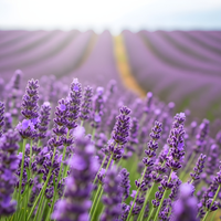 Set of 6 Hardy Lavender Plants | 6 x Ø12 cm ↕30 cm | Lavendula ang. Felice