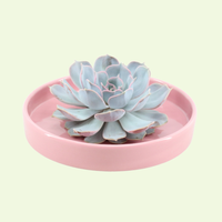 1 Succulent ‘Echeveria Lilacina’ Ø12–14 cm ↕5 cm