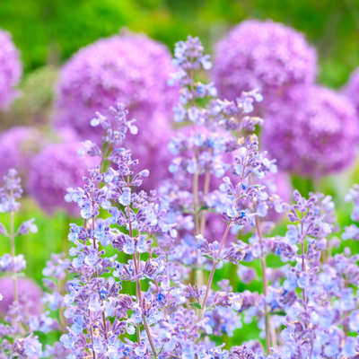 3 kattenkruid planten | Nepeta 'Walker's Low' | Tuinplanten | Planten