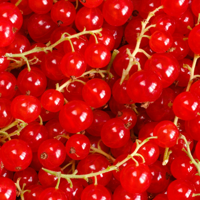 3 Kruisbessenplanten | 100% Biologische Fruitplanten | Kruisbessen