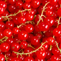 3 Kruisbessenplanten | 100% Biologische Fruitplanten | Kruisbessen