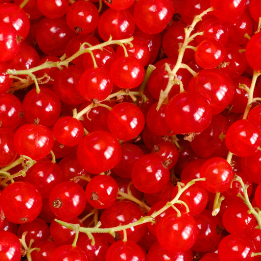 3 Kruisbessenplanten | 100% Biologische Fruitplanten | Kruisbessen