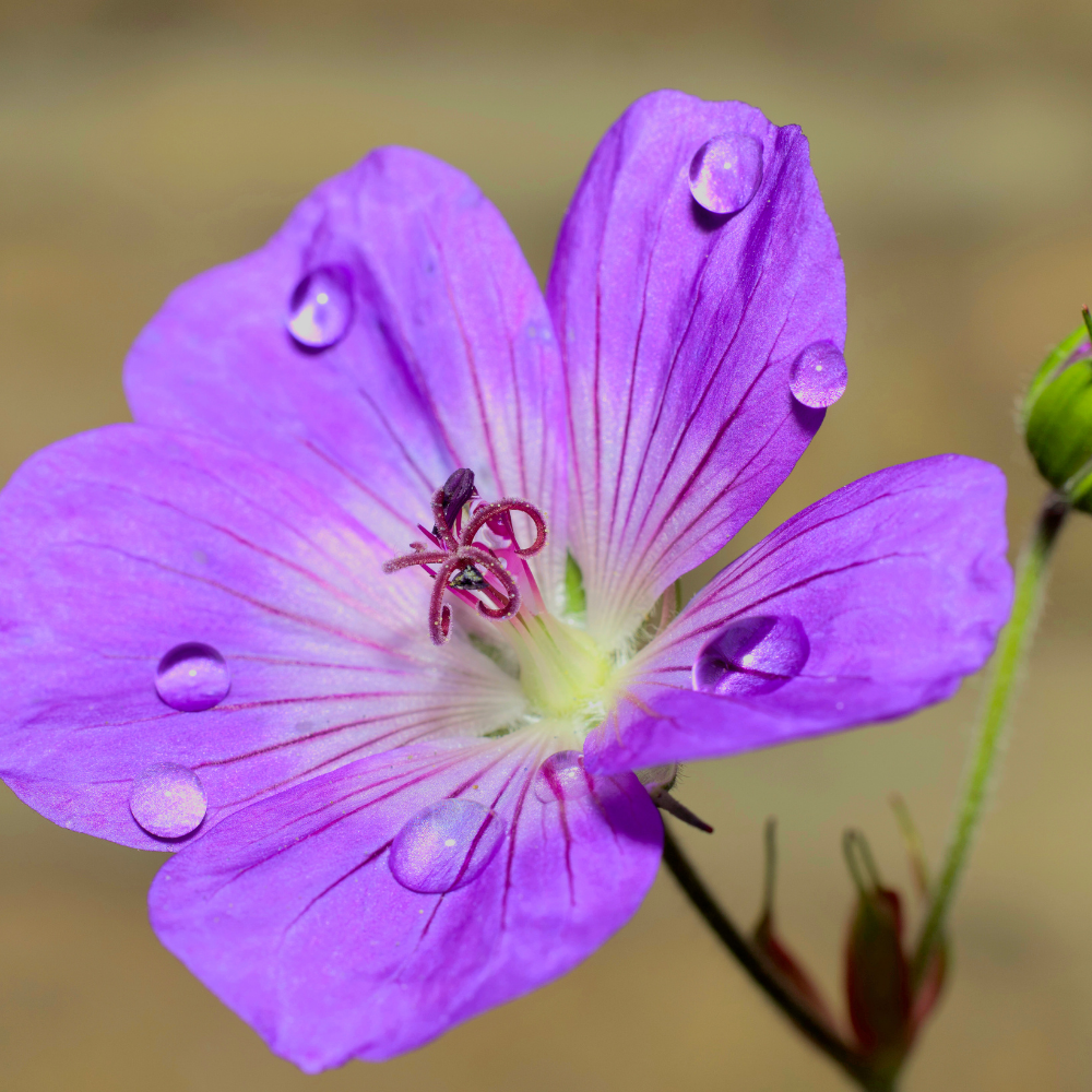 12 Ooievaarsbek Planten | Geranium 'Rozanne' | Tuinplanten | Planten