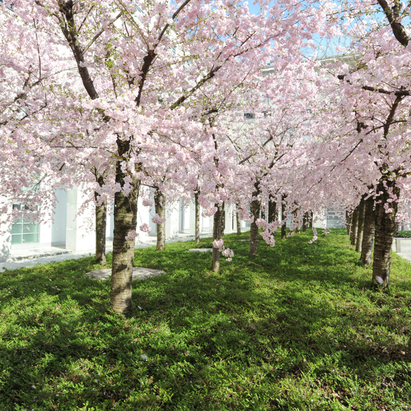 Prunus serrulata 'Royal Burgundy'(Japanse sierkers) 80 cm, Decoratieve bloesemboom