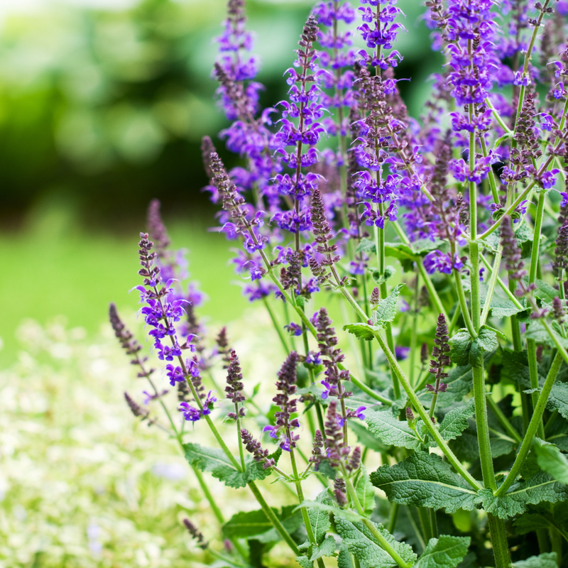 6 Salie planten | Salvia nemorosa 'Ostfriesland' | Tuinplanten | Planten