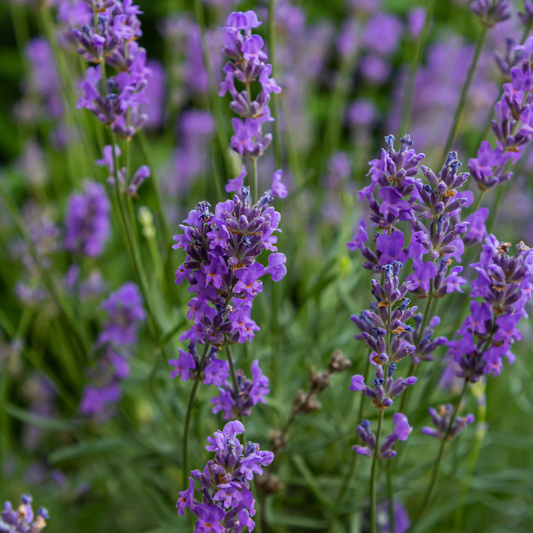 6 Lavendelplanten | Lavandula angustifolia 'Hidcote' | Tuinplanten | Planten