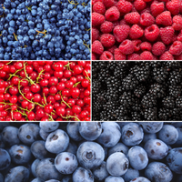 Bio Fruitplanten Mix 'Vruchten Oase' (5 stuks)