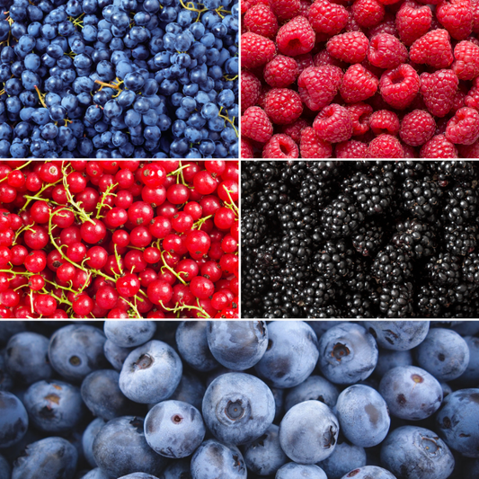 "Vruchten oase" BIO Fruitplanten mix set van 5 verschillende soorten | 100% Biologisch gekweekt