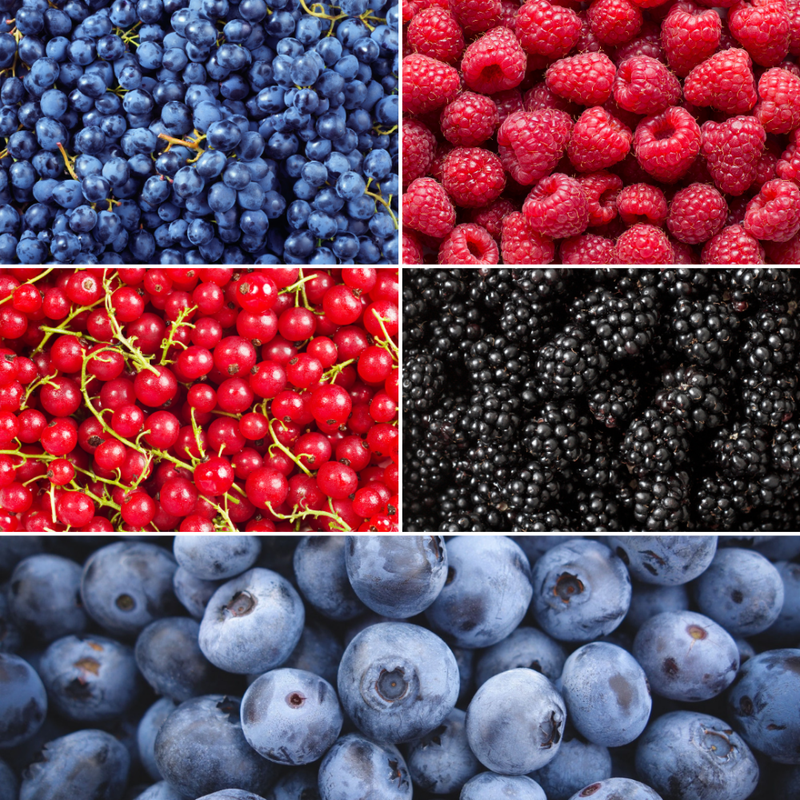 "Vruchten oase" BIO Fruitplanten mix set van 5 verschillende soorten | 100% Biologisch gekweekt