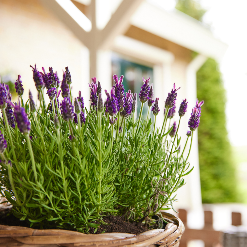 Lavendel Zomer Set - 2 lavendel op stam en 3x Lavandula stoechas ‘Anouk’