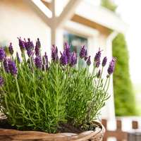 Lavendel Zomer Set - 2 lavendel op stam en 3x Lavandula stoechas ‘Anouk’