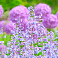 12 kattenkruid planten | Nepeta 'Walker's Low' | Tuinplanten | Planten