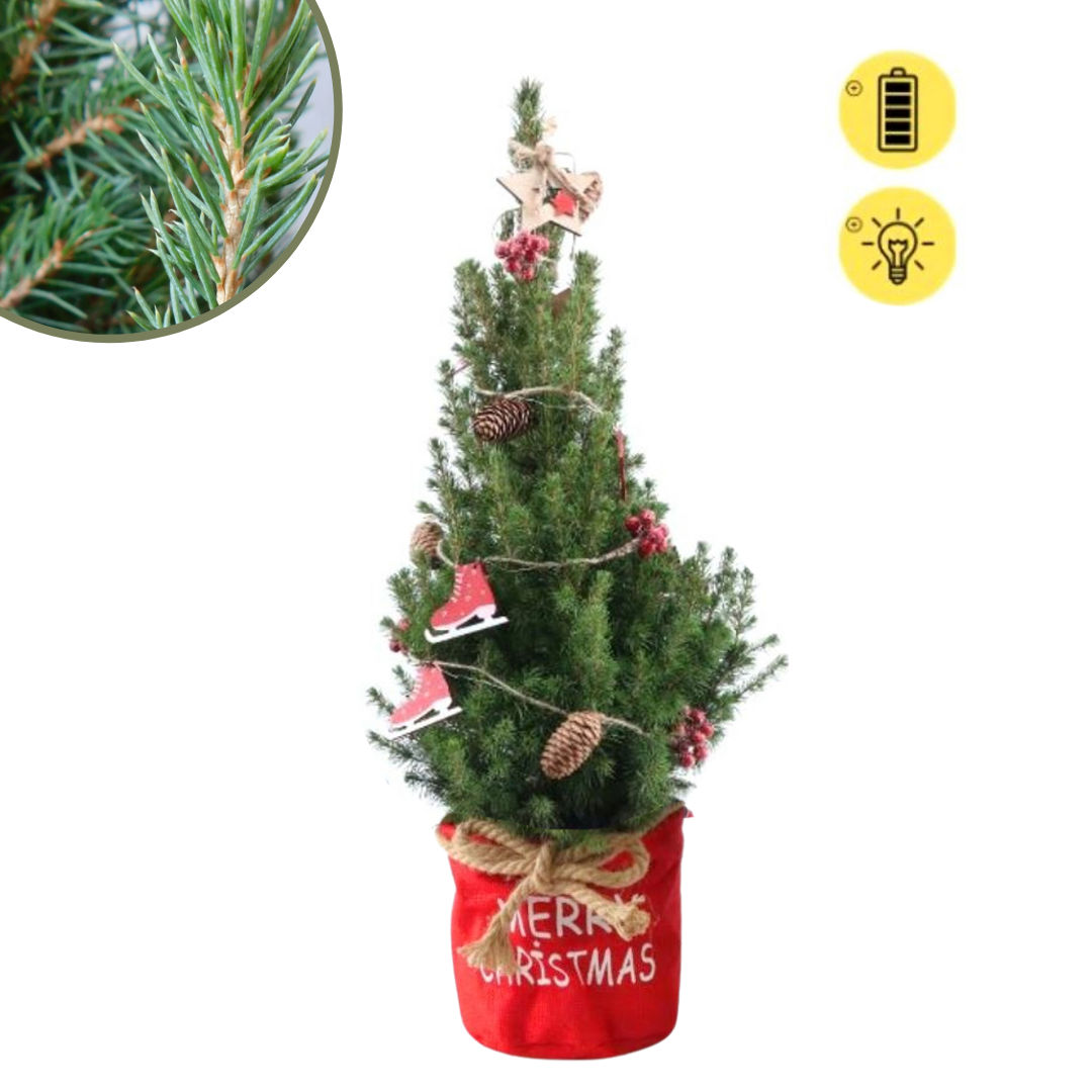 Weihnachtsbaum Picea Conica mit Winterlight-Skate-Beleuchtung in der Weihnachtstüte Rot