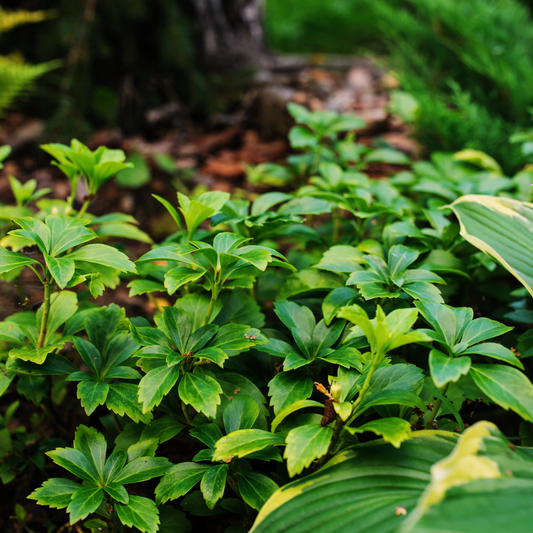 12 Dikkemanskruid planten | Pachysandra terminalis | Tuinplanten | Planten