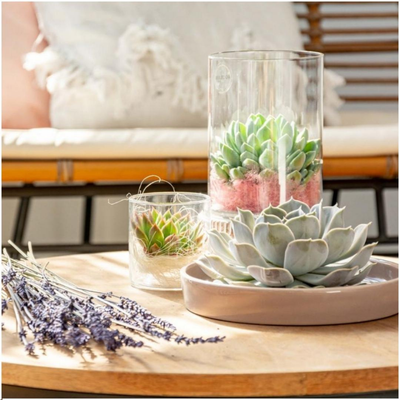 Echte Succulent Lila in taupe keramiek schaal - Ø12-14 cm ↕5 cm - 1x Echeveria Lilacina - vetplant