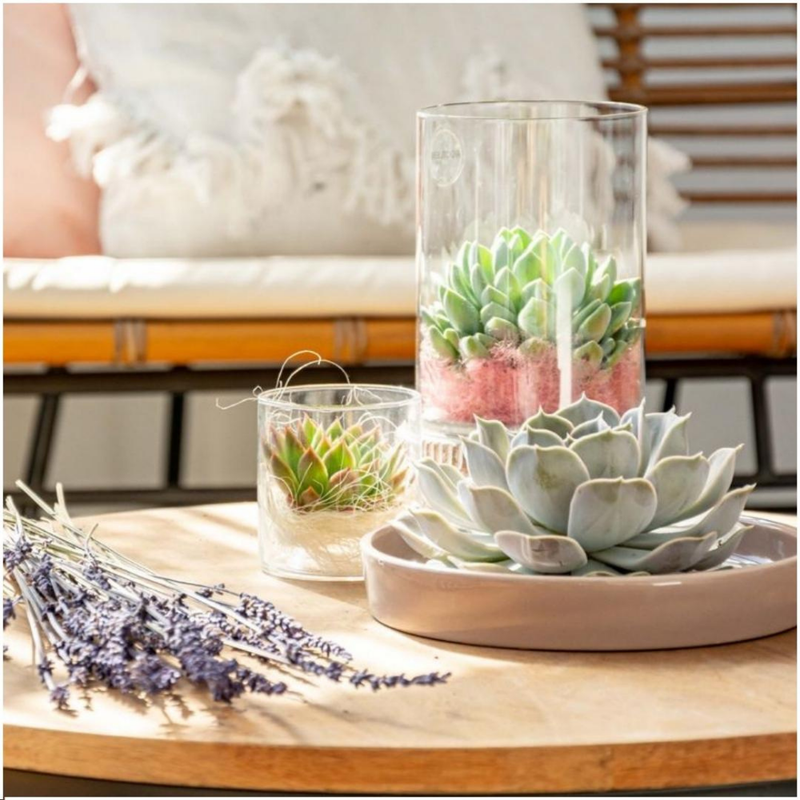 Echte Succulent Lila in taupe keramiek schaal - Ø12-14 cm ↕5 cm - 1x Echeveria Lilacina - vetplant