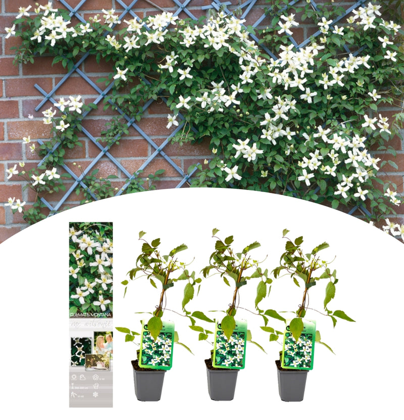 Clematis montana Wilsonii x 3 ( ingenio )