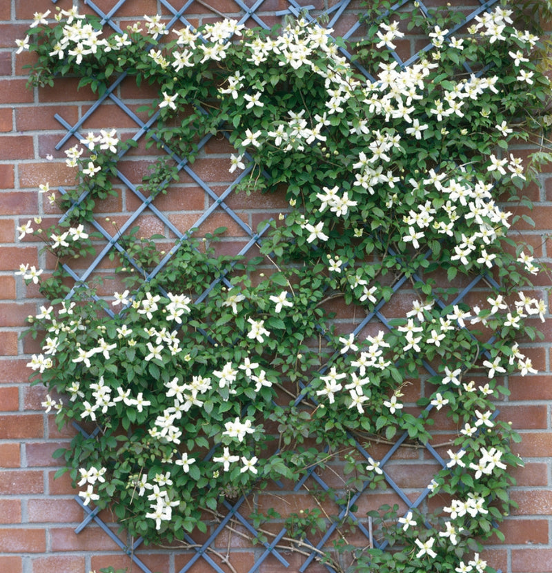 Clematis montana Wilsonii x 3 ( ingenio )