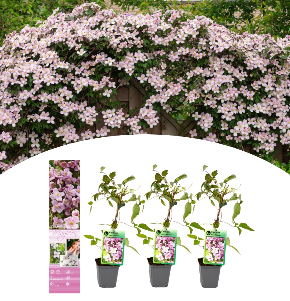 Clematis montana Mayleen x 3 (Roze)