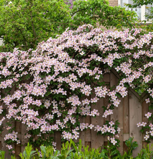 Clematis montana Mayleen x 3 (Roze)