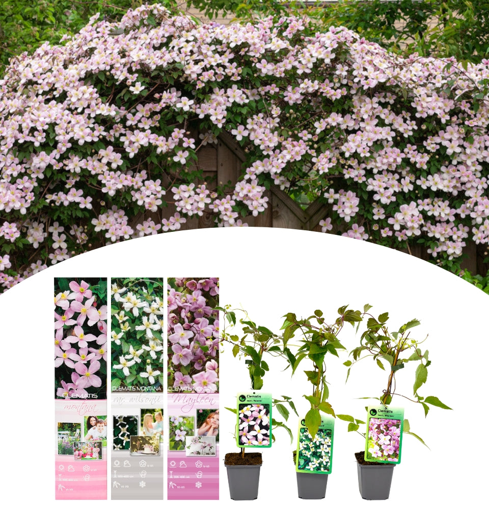 Clematis Montana set furgoneta 3