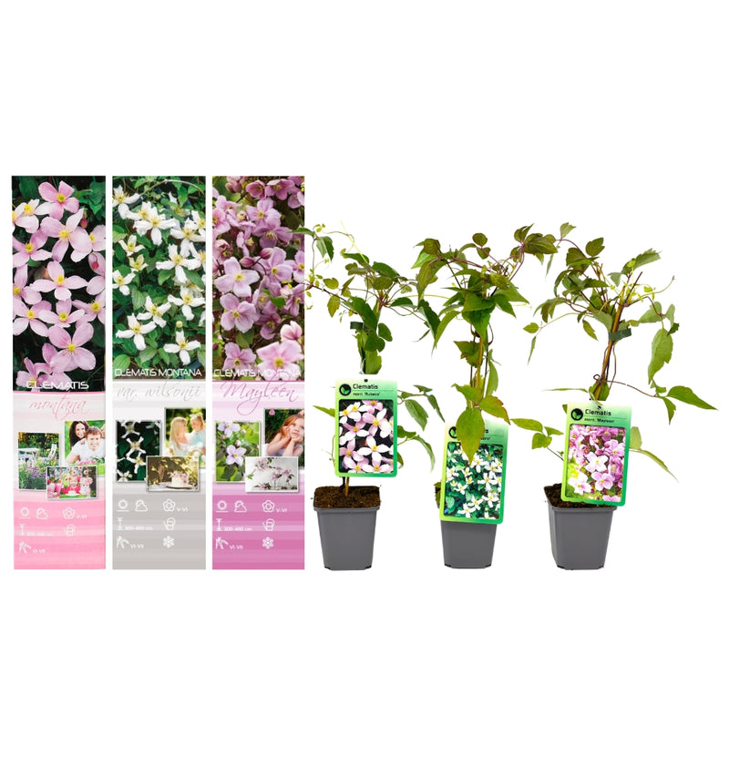 Clematis Montana set furgoneta 3