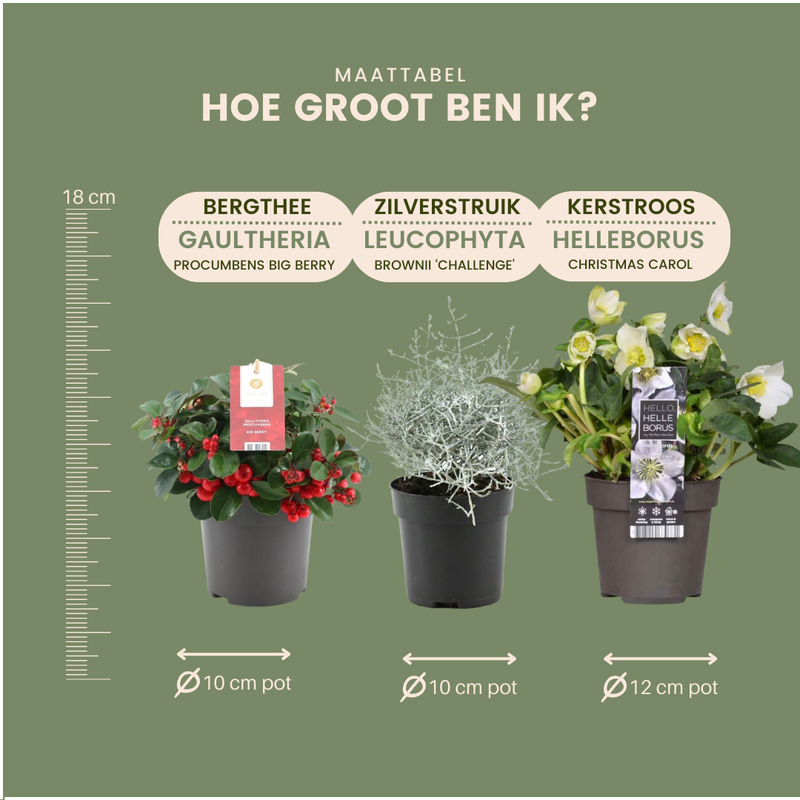 Herbstliche Pflanzenmischung mit 2 Bigberry-Pflanzen, 2 Weihnachtsrosen und 2 Silbersträuchern