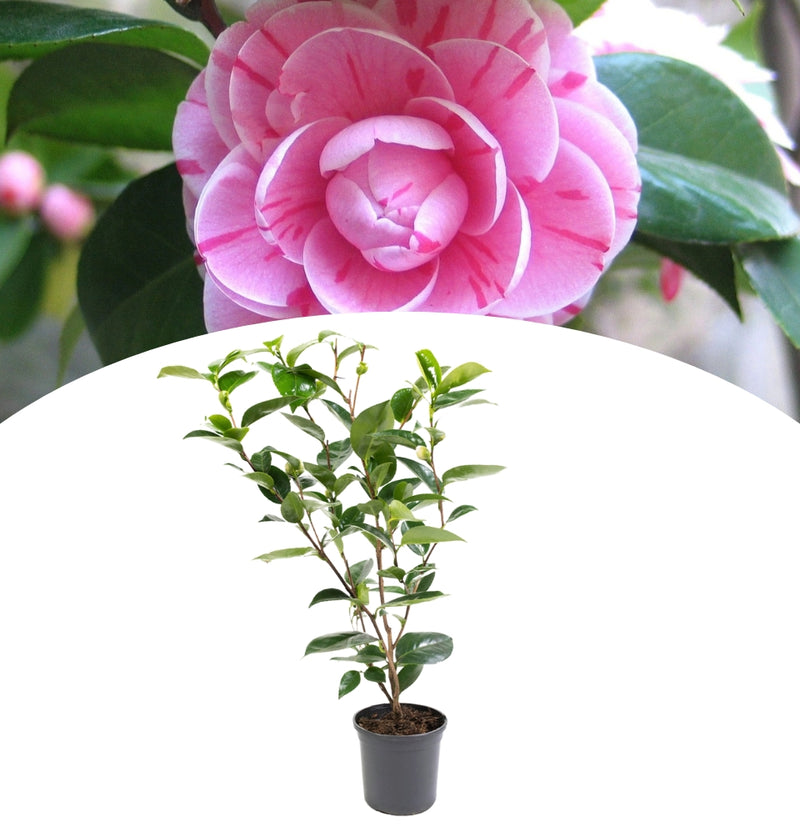 NatureNest - Kamelienstrauch 'Japanische Rose' XL x 1