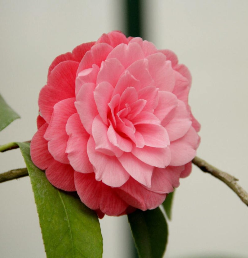 Camellia Japanese rose