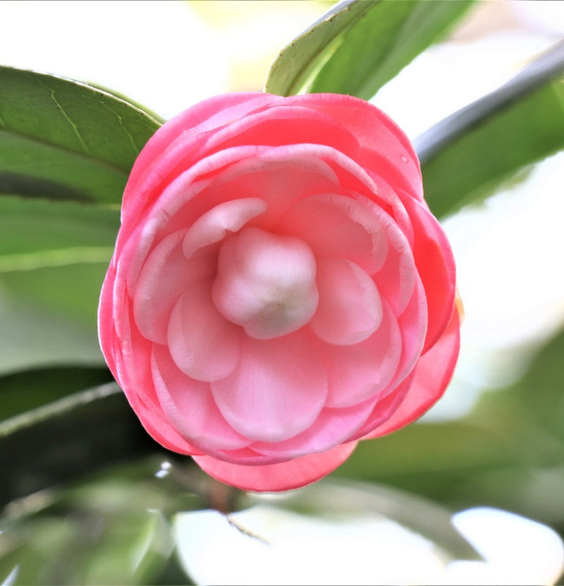 Camellia Japanese rose