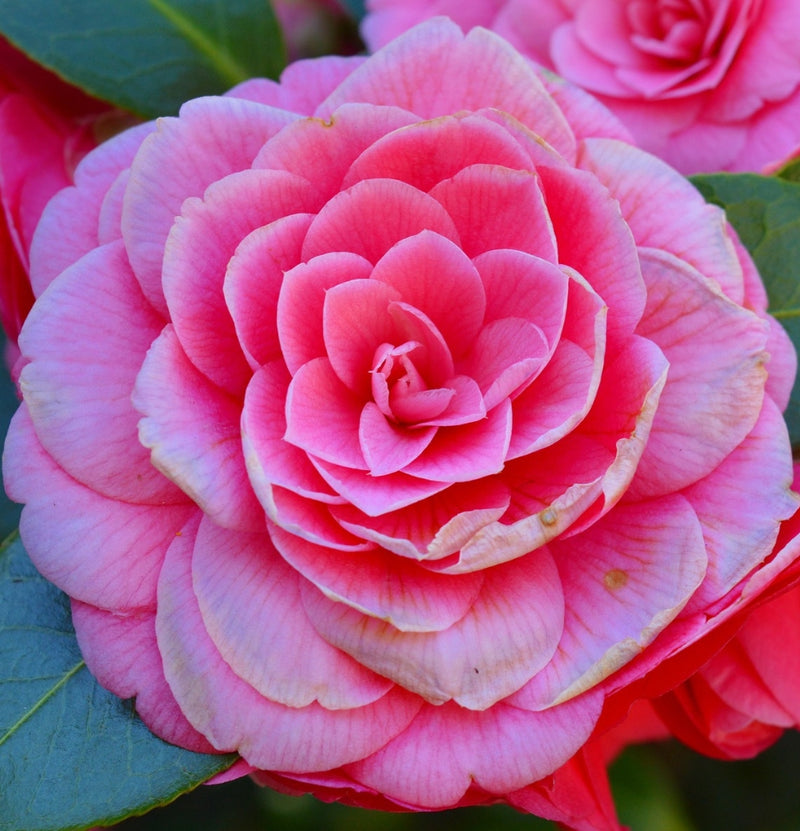 Camellia Japanese rose