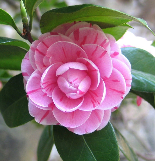 Camellia Japanese rose