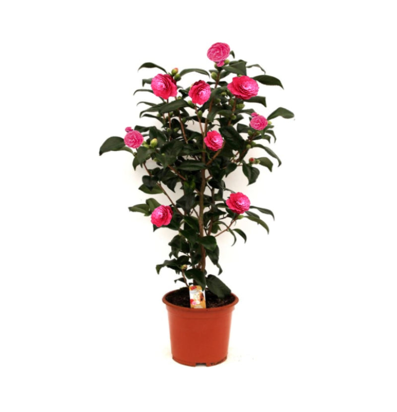 NatureNest - Kamelienstrauch 'Japanische Rose' XL x 1