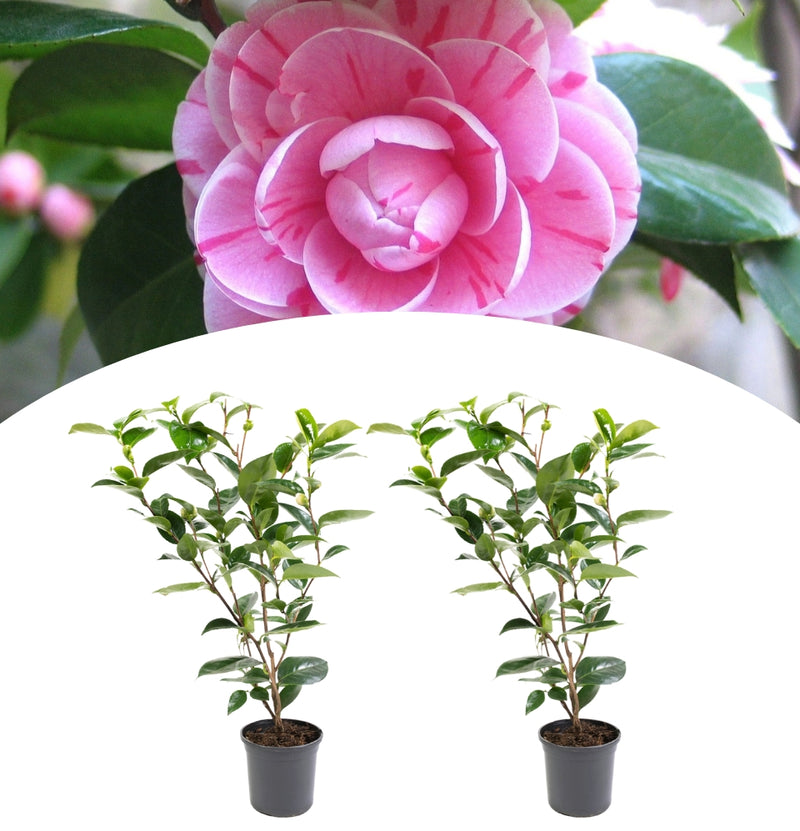 NatureNest - Camellia Japanse roos x 2