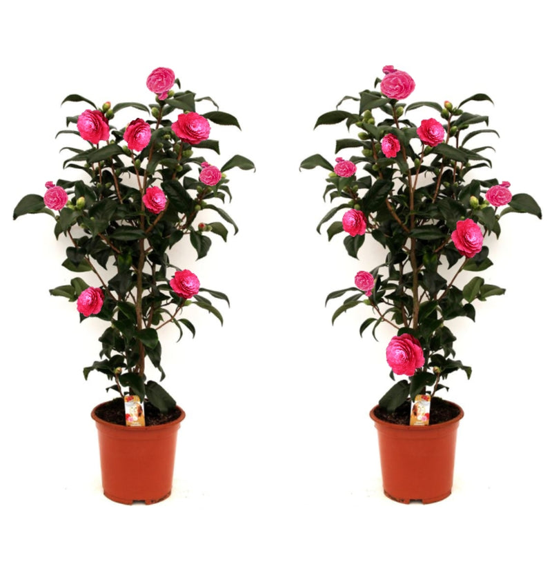 NatureNest - Camellia Japanse roos x 2