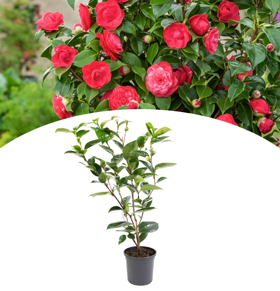 NatureNest - Buisson de camélia 'Rose du Japon' XL x 1 Rouge