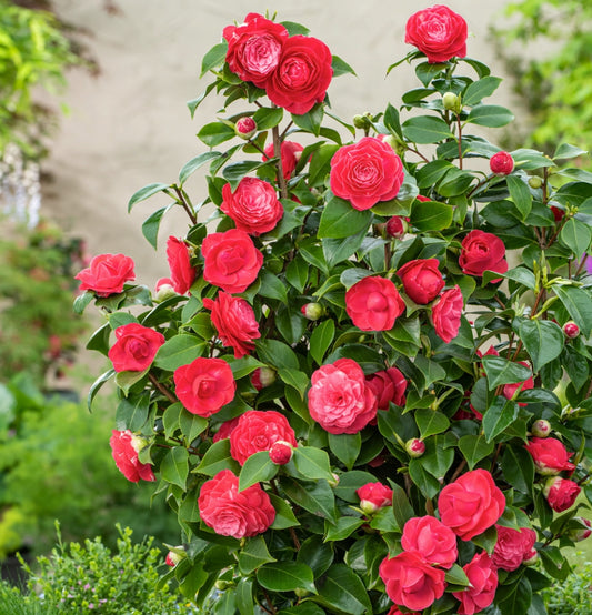 NatureNest - Buisson de camélia 'Rose du Japon' XL x 1 Rouge