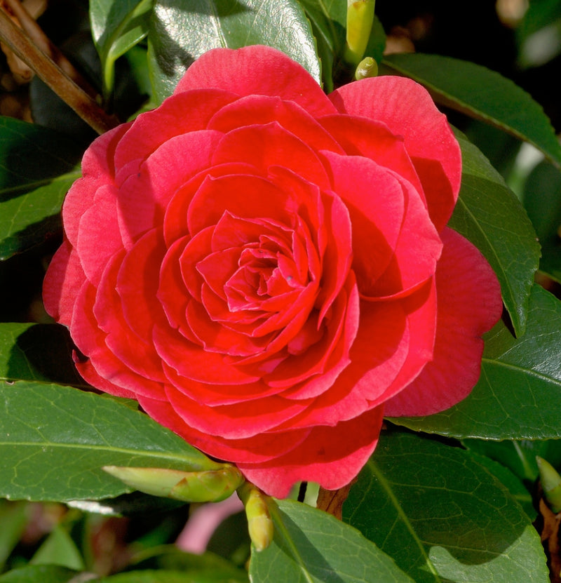 NatureNest - Buisson de camélia 'Rose du Japon' XL x 2 Rouge