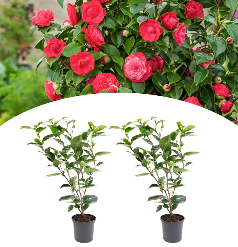 Kamelie Japanische Rose x 2 rot