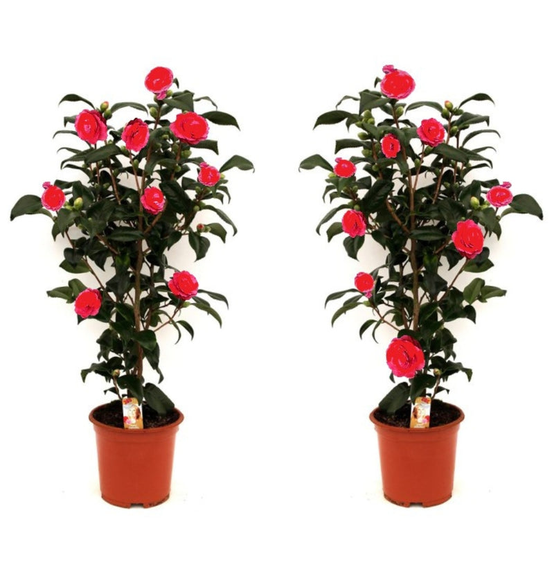 NatureNest - Buisson de camélia 'Rose du Japon' XL x 2 Rouge