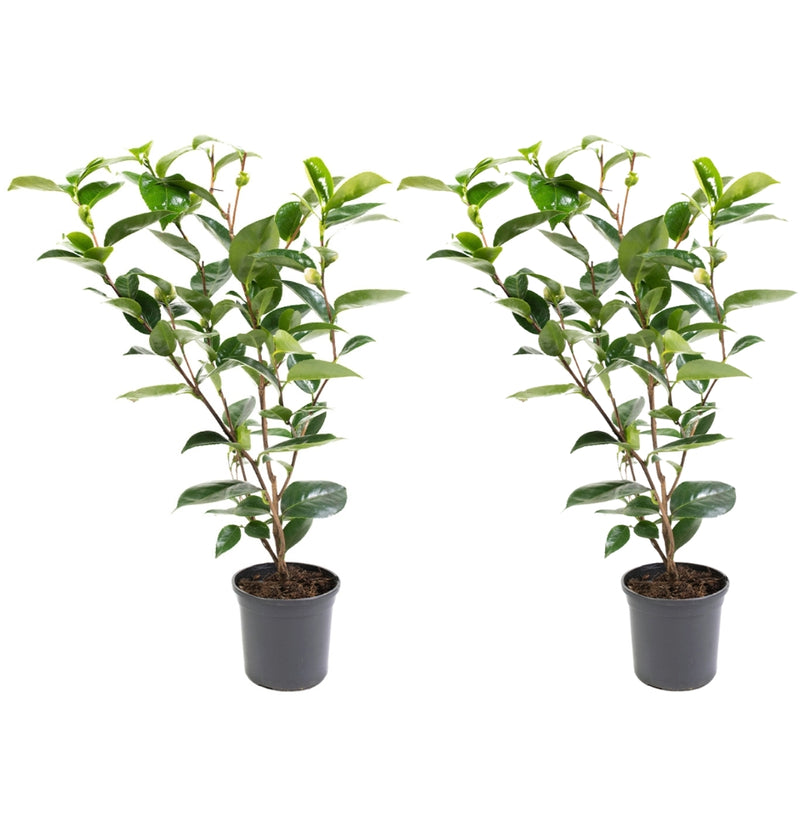 NatureNest - Buisson de camélia 'Rose du Japon' XL x 2 Rouge