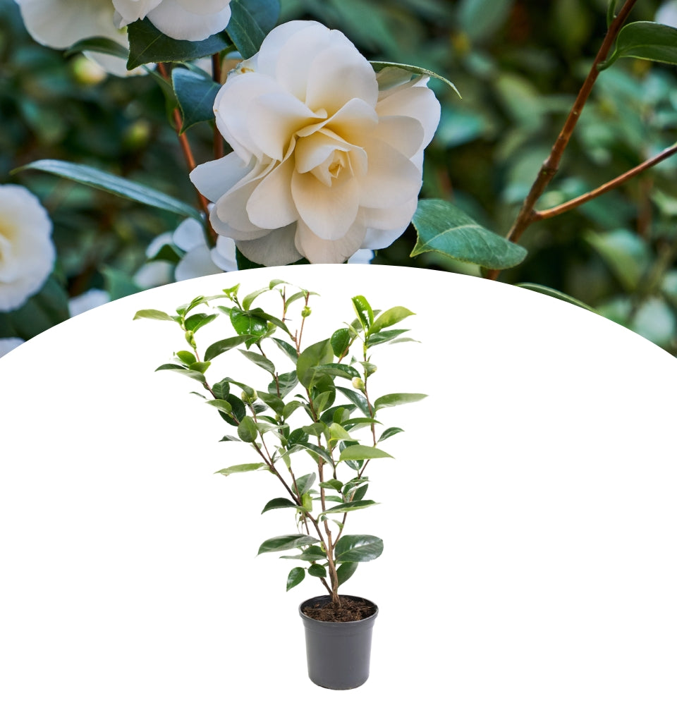 NatureNest - Buisson de camélia 'Rose du Japon' XL x 1 Blanc